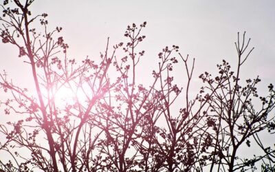Cremes Capilares: O Melhor Creme Noturno para Cabelo